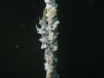 iboisobana1128.jpg