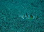 sasa1128.jpg