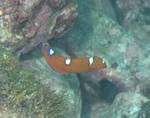 tuyubera1128.jpg
