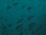 IMG_0885s.jpg