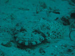 IMG_0921s.jpg