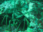 IMG_1016s.jpg