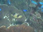 goma1211.jpg
