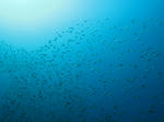 IMG_1482s.jpg