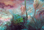 IMG_2262s.jpg