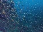 P2050621s.jpg