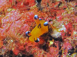 120211umiusi.jpg