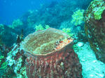 120212kasago.jpg