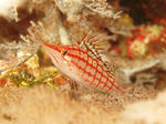 120213gonbe.jpg