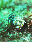 120219ebi.jpg