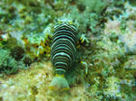 120219ebi2.jpg