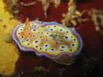 120219umiusi.jpg