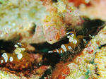 120223ebi.jpg