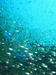 120224kinme.jpg