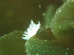 sirohagasa0405.jpg