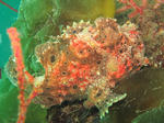kaeru0407.jpg