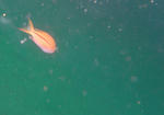 M0016782s.jpg