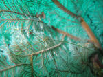 IMG_4208s.jpg