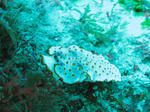 IMG_1431s.jpg