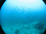 IMG_1436s.jpg