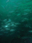 tubasu0523.jpg
