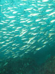 isaki0531.jpg