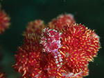 A0020098s.jpg