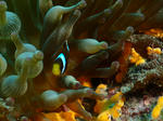 P6170432s.jpg