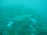 IMG_4731s.jpg