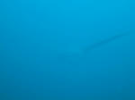 IMG_2390s.jpg