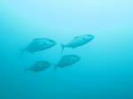 IMG_2406s.jpg