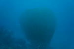 DSC01063s.jpg
