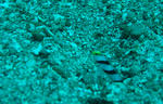 DSC01146s.jpg