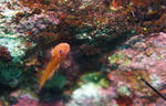 DSC01149ss.jpg