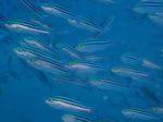 P7190005s.jpg