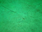 IMG_6111s.JPG