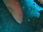 DSC08230s.jpg