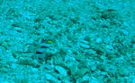 DSC08250s.jpg