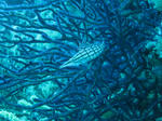 IMG_2685s.jpg