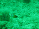 IMG_3233sss.JPG