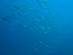 P9280043sss.jpg