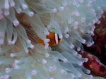 PA062778sss.jpg