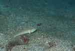 PA063274sss.jpg