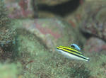 PA063342sss.jpg