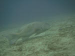 PA063380sss.jpg