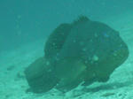 P1050587sss.jpg