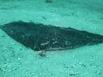 P1050590sss.jpg