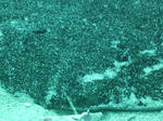 P1050593sss.jpg