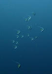 PA121497sss.jpg