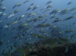 PA121533sss.jpg